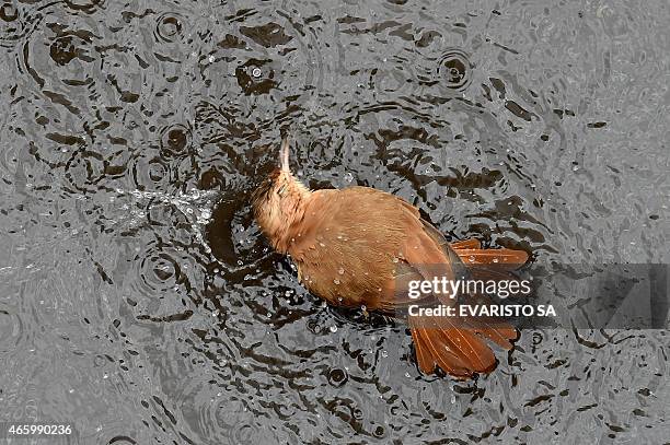 João-de-barro cools itself down in a puddle at a parking lot in Brasilia, Brazil, on March 12, 2015. The medium-sized ovenbird, member of the genus...