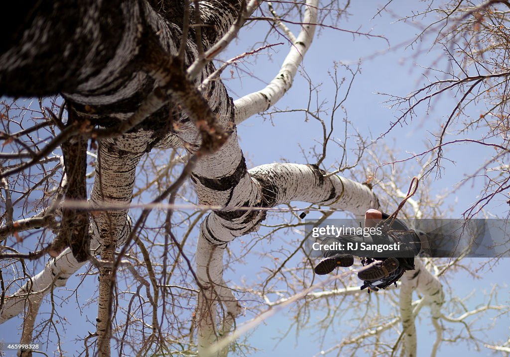 International Tree Climbing Championships