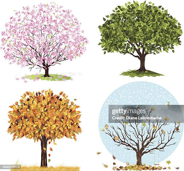 ilustraciones, imágenes clip art, dibujos animados e iconos de stock de four seasons árboles - season 4