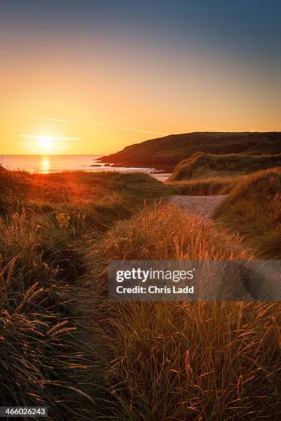 sand dunes at freshwater west in evening light - água doce imagens e fotografias de stock