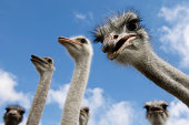 ostriches looking down into the camera