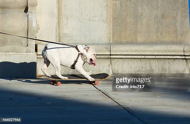 English bulldog riding a skateboard on the street