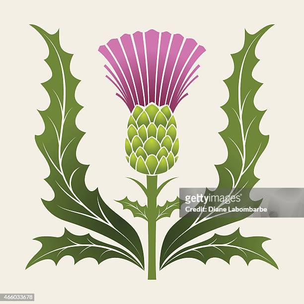 ilustrações, clipart, desenhos animados e ícones de estêncil estilo simples cardo escocês em rosa, roxo e verde - scottish culture