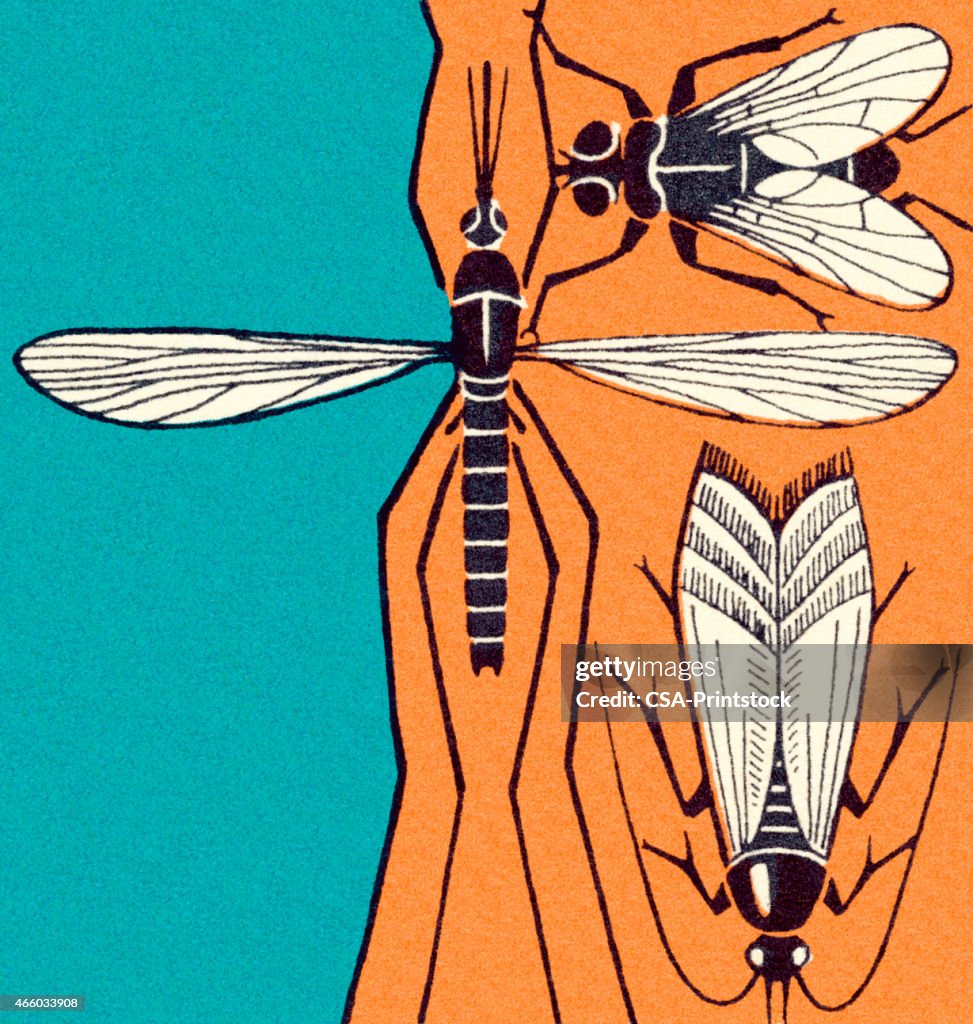 Three Kings Insect Three Insects On Tree High-Res Vector Graphic - Getty Images