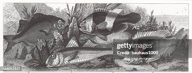 freshwater & saltwater fish - mullet stock illustrations