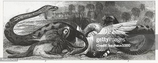 viper & rattlesnake engraving - diamondback rattlesnake stock illustrations