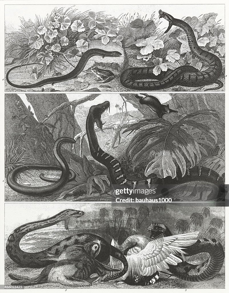 Snakes & Reptiles Engraving