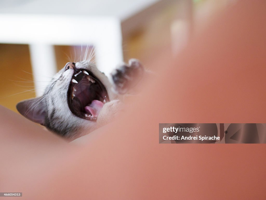 Cute young tabby cat laying on sofa