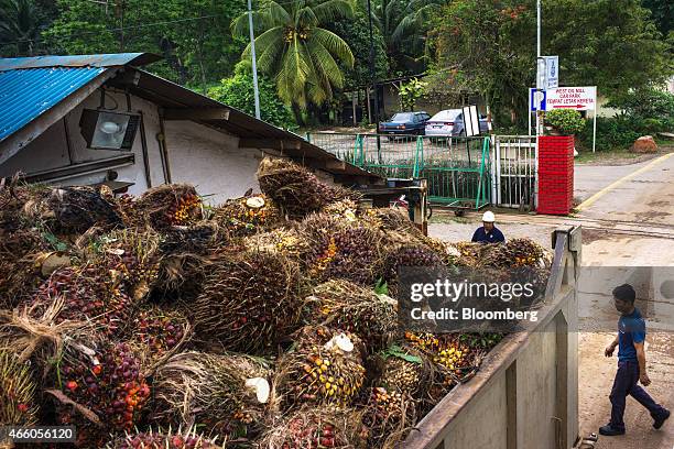 Truck loaded with oil palm fruit sits parked at the Sime Darby Bhd. West Oil Mill in Pulau Carey, Selangor, Malaysia, on Wednesday, Feb. 11, 2015....