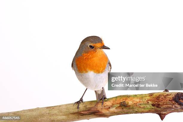 european robin perching on a branch - rouge gorge photos et images de collection