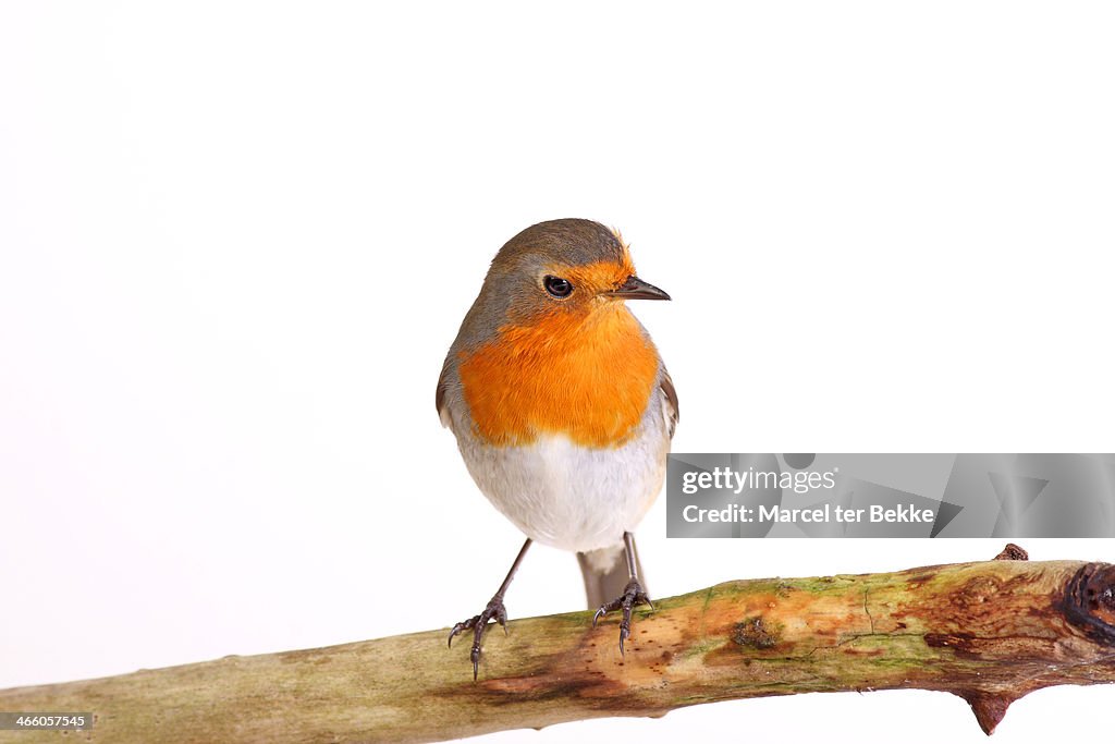 European robin perching on a branch
