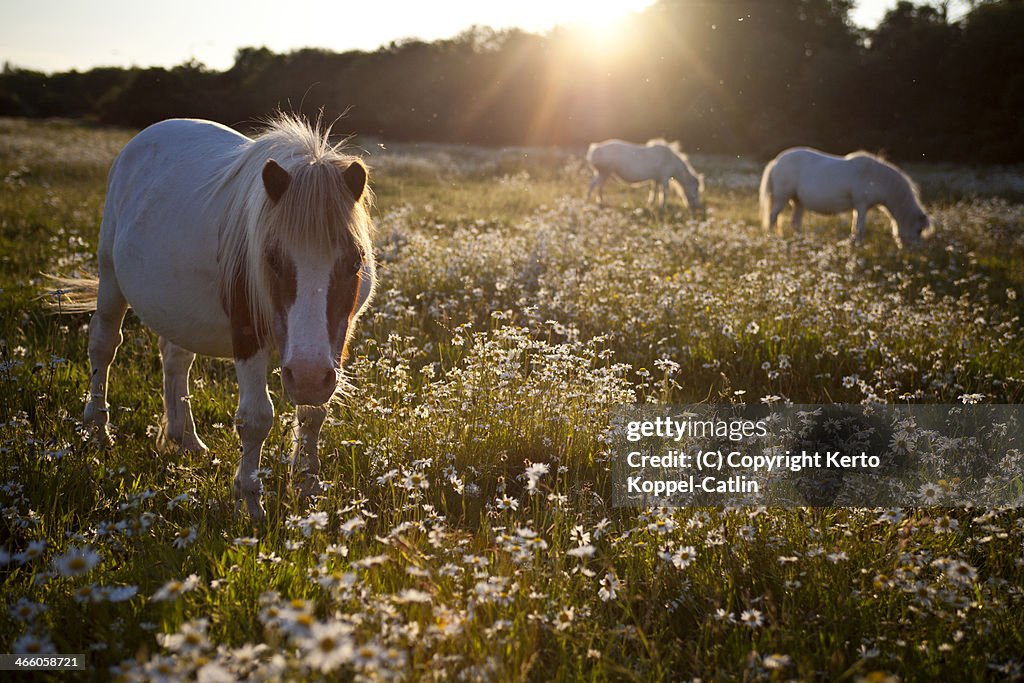 Three white ponies in a white field at sunset