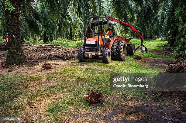 Sime Darby Bhd. Employee operates a tractor with a mechanical arm to pick up harvested oil palm fruit from the ground at the company's palm oil...