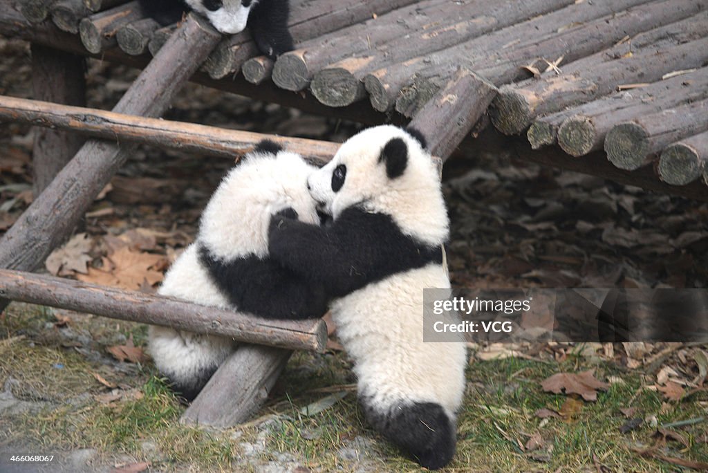 Giant Pandas At Play Inside The Chengdu Research Base