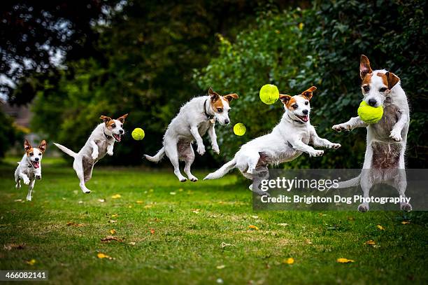 composite of a jumping jack russell - imagen múltiple fotografías e imágenes de stock