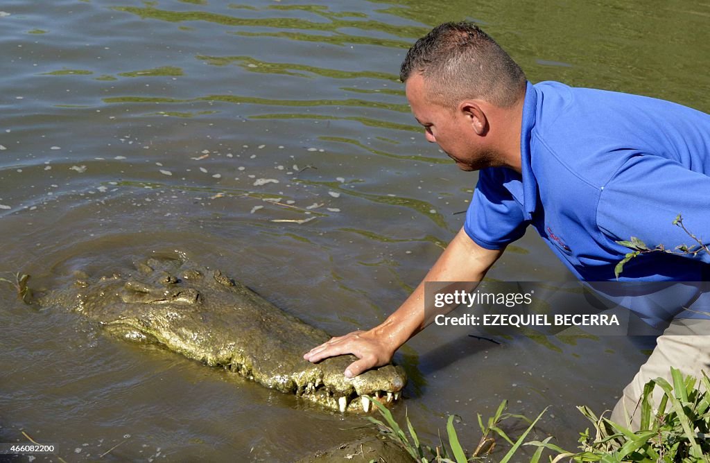 COSTA RICA-TOURISM-CROCODILES