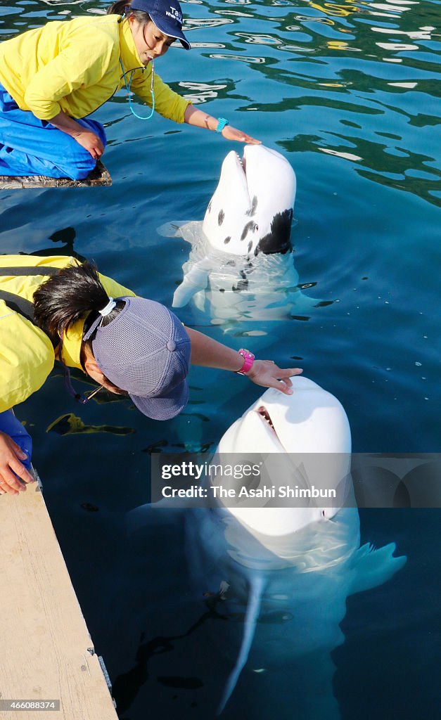 White Risso's Dolphines To Open To Public At Whale Museum In Taiji