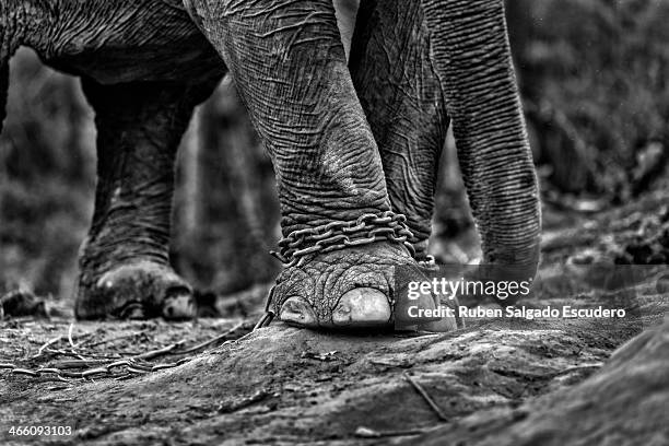 An elephant bares chains around his feet which will be used to pull heavy logs from the forest to the camp site on January 28, 2014 in Maing Hint Sal...