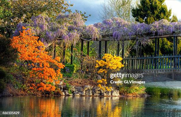 in full bloom - rotorua stockfoto's en -beelden