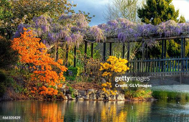 in full bloom - rotorua stock pictures, royalty-free photos & images