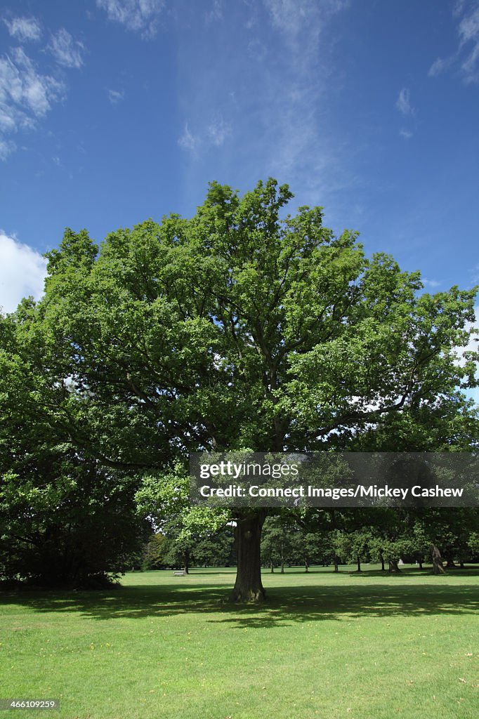 Oak tree in summer