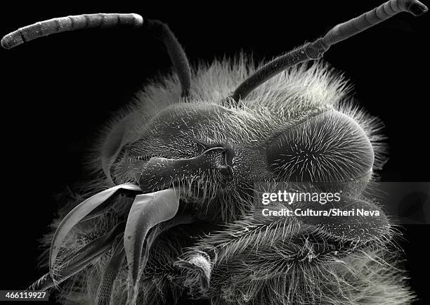 bee sem - scanning electron micrograph stock-fotos und bilder