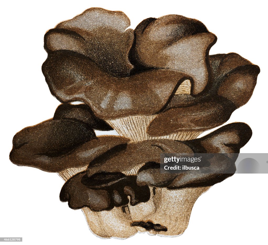 Mushrooms and fungi: Pleurotus ostreatus