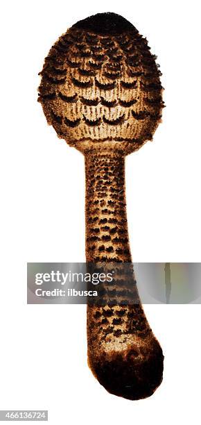 mushrooms and fungi: parasol mushroom (macrolepiota procera or lepiota procera) - macrolepiota procera stock illustrations