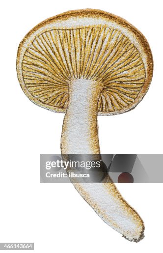 Mushrooms and fungi: Clitopilus prunulus (miller or sweetbread mushroom) Mushrooms and fungi: Clitopilus prunulus (miller or sweetbread mushroom)