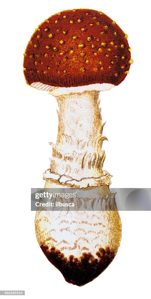Mushrooms and fungi: Amanita muscaria (fly agaric or fly amanita)