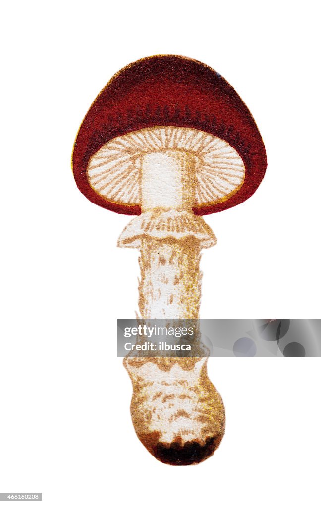 Mushrooms and fungi: Amanita muscaria (fly agaric or fly amanita)