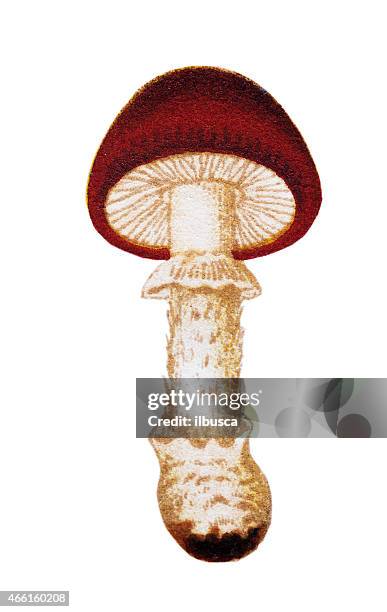 mushrooms and fungi: amanita muscaria (fly agaric or fly amanita) - amanita parcivolvata stock illustrations