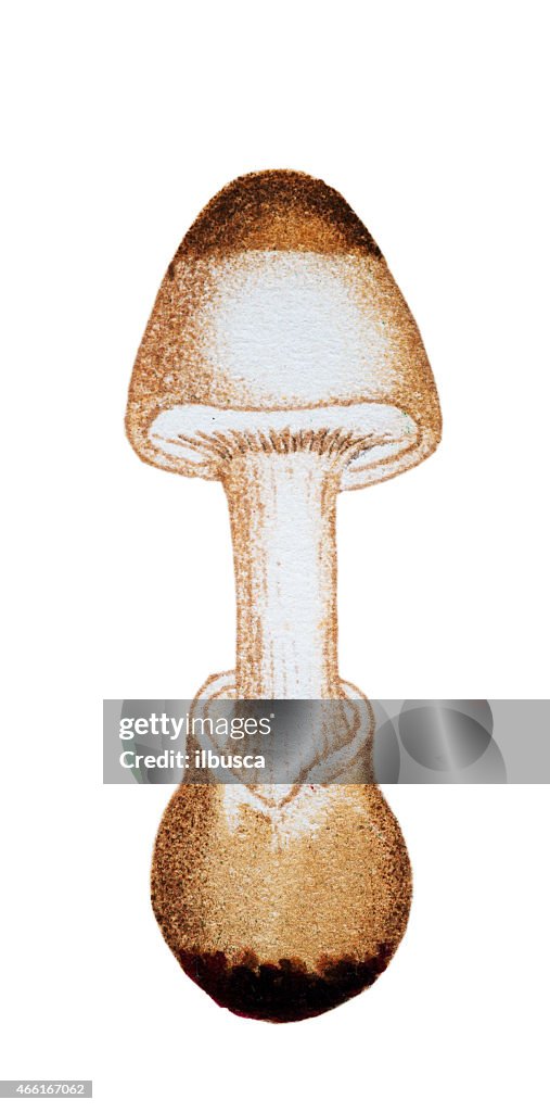 Mushrooms and fungi: Amanita phalloides (death cap)