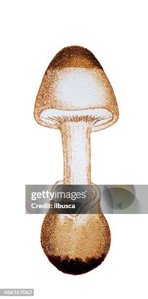 mushrooms and fungi: amanita phalloides (death cap) - porcelain agaric stock illustrations