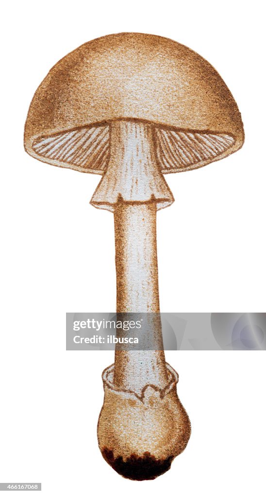 Mushrooms and fungi: Amanita phalloides (death cap)