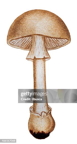 mushrooms and fungi: amanita phalloides (death cap) - amanita parcivolvata stock illustrations