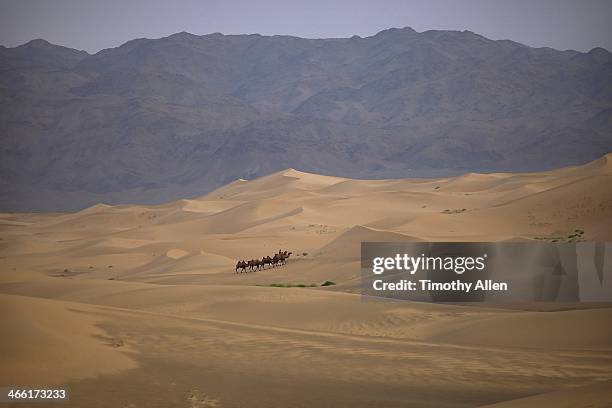 camel caravan walks across gobi desert sand dunes - gobi gurvansaikhan national park stock pictures, royalty-free photos & images