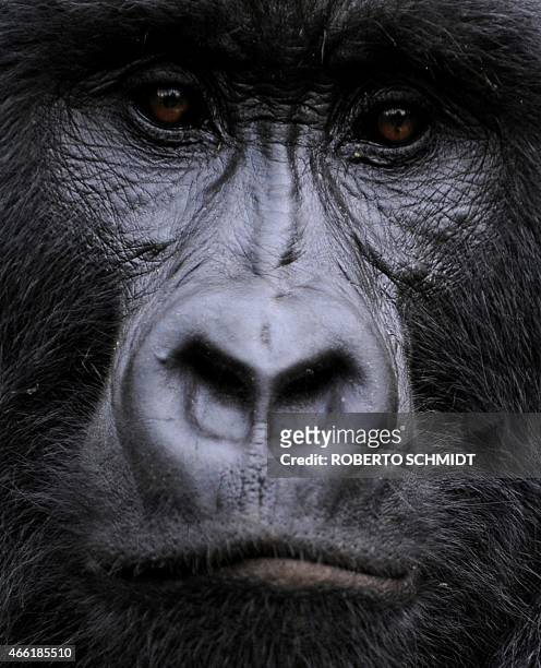 Gorilla stares while sitting in a clearing on the slopes of Mount Mikeno in the Virunga National Park on November 28, 2008. The park is home to 200...