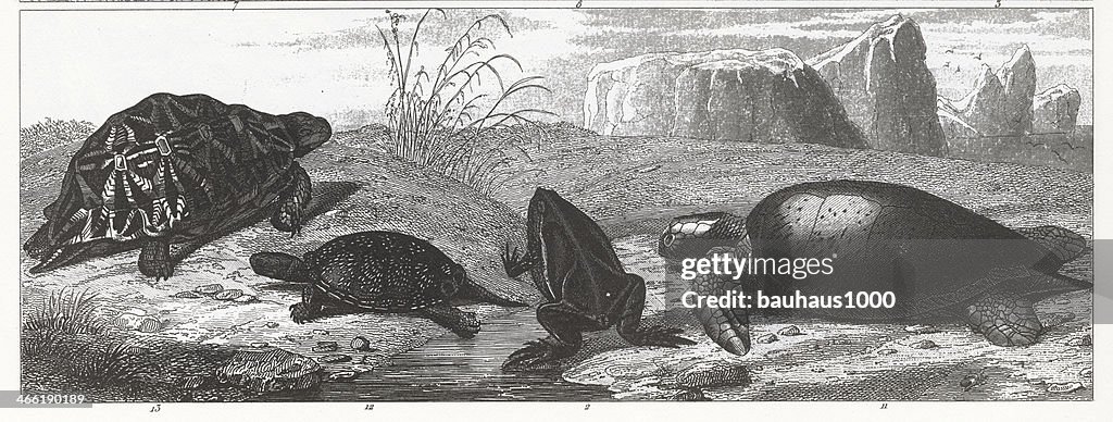 Turtles & Frog Engraving