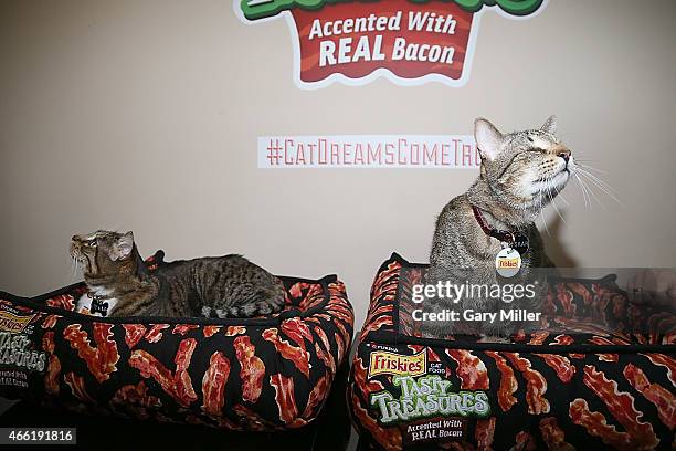 Klaus and Oskar the Blind Cat attend South by Southwest at Haus of Bacon on March 13, 2015 in Austin, Texas.