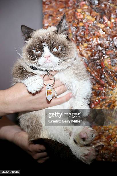 Grumpy Cat High 1,469 Grumpy Cat Photos & High Res Pictures - Getty Images