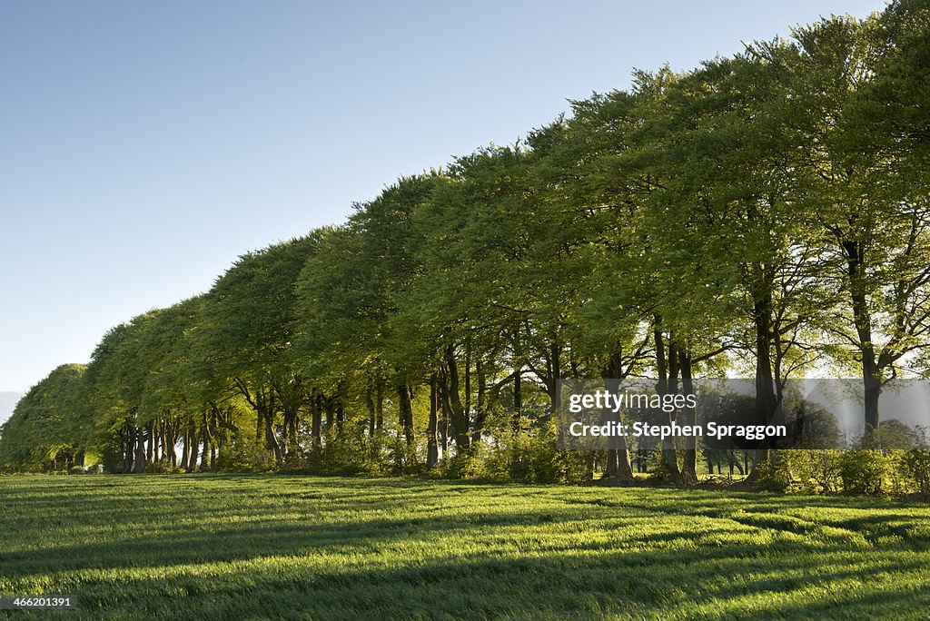 Beech trees in lush countryside
