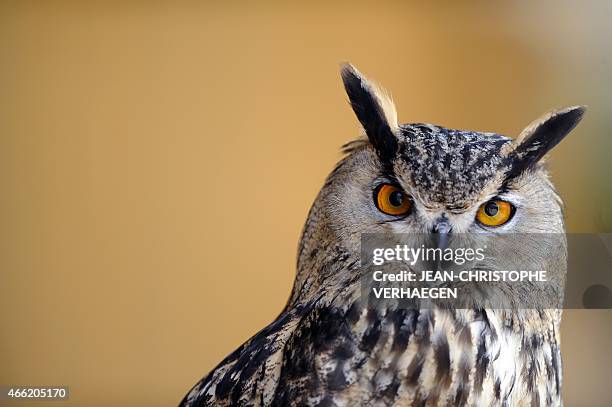 An Eurasian Eagle-owl is pictured on April 21, 2011 at a zoo in Amneville. AFP PHOTO / JEAN-CHRISTOPHE VERHAEGEN