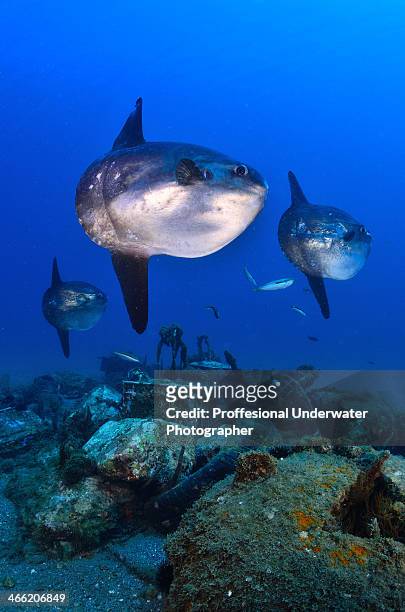 three mola mola - sunfish stock pictures, royalty-free photos & images