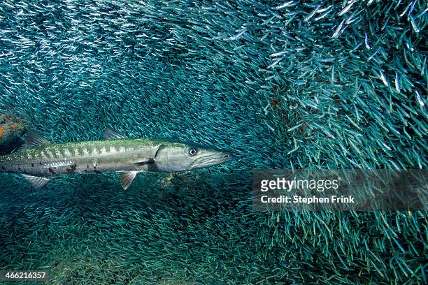 barracuda hunting prey. - barracuda stock pictures, royalty-free photos & images