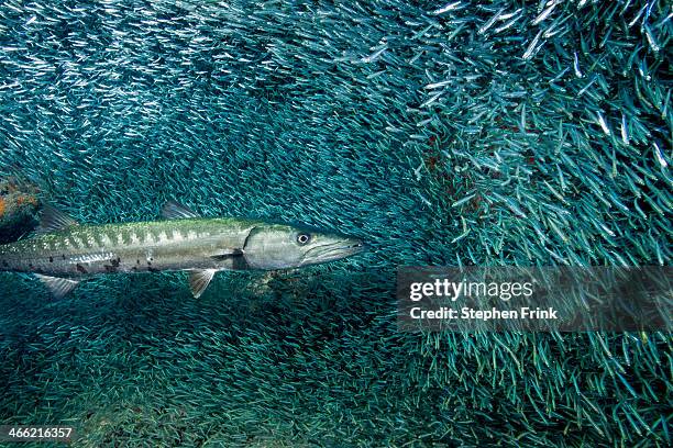 barracuda hunting prey. - fish school stock pictures, royalty-free photos & images