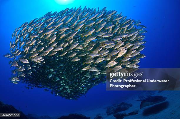 fish form - school of fish stock pictures, royalty-free photos & images