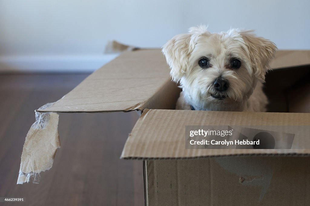 Cute Dog in Cardboard Box