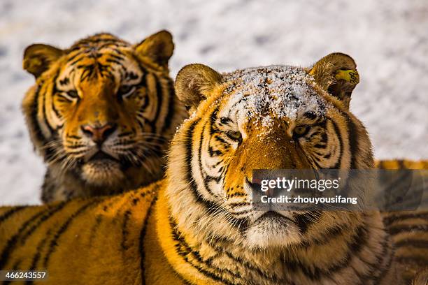 nontheast tigers - província de heilongjiang imagens e fotografias de stock