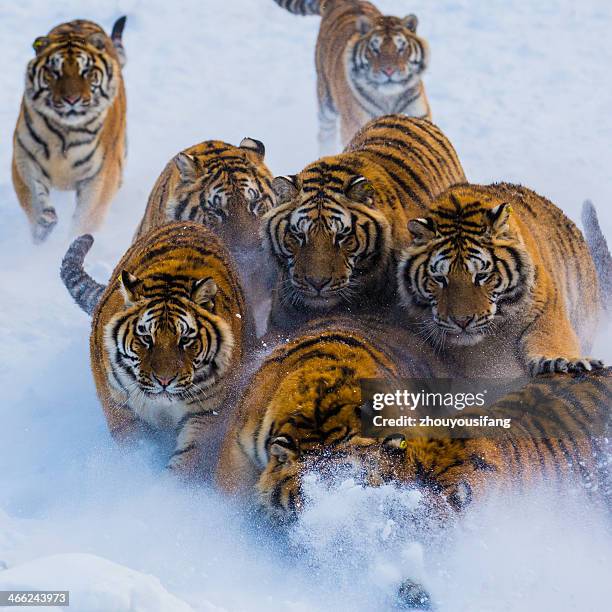 nontheast tigers - tiger running stock pictures, royalty-free photos & images